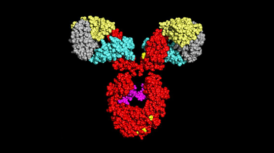 Antibody